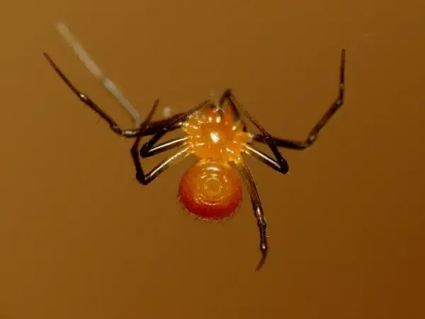 Small Red Spider: What It Is and How to Get Rid of It