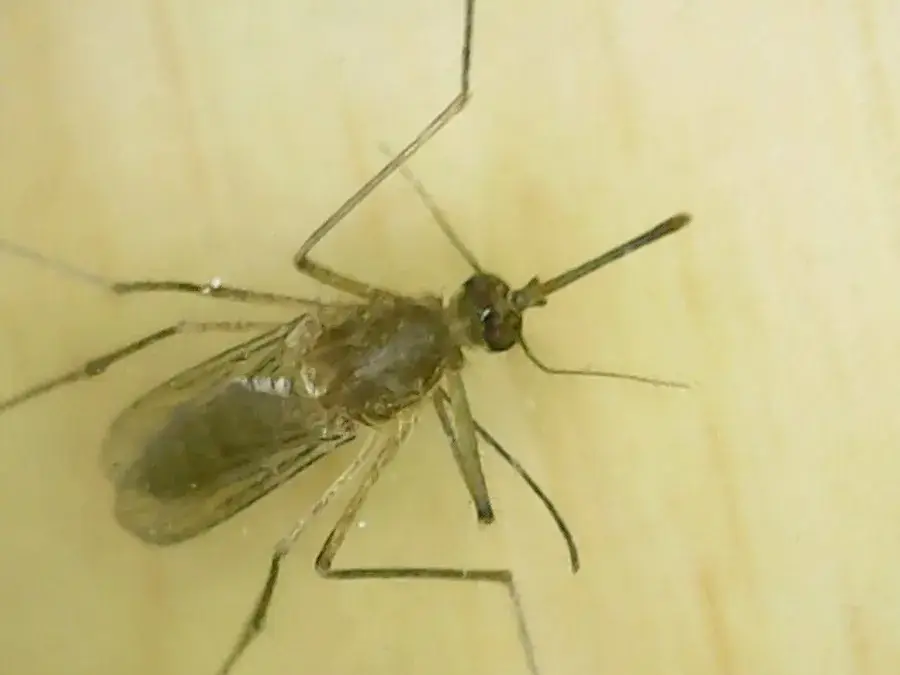 Female Culex pipiens mosquito seen from above with thin, unfeathered antennae and a long proboscis