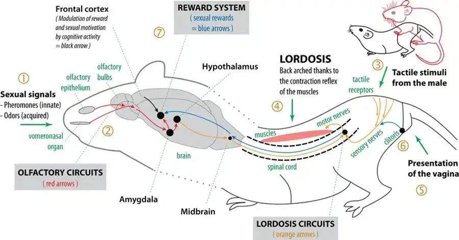 Diagram of female mouse reproductive neural pathways