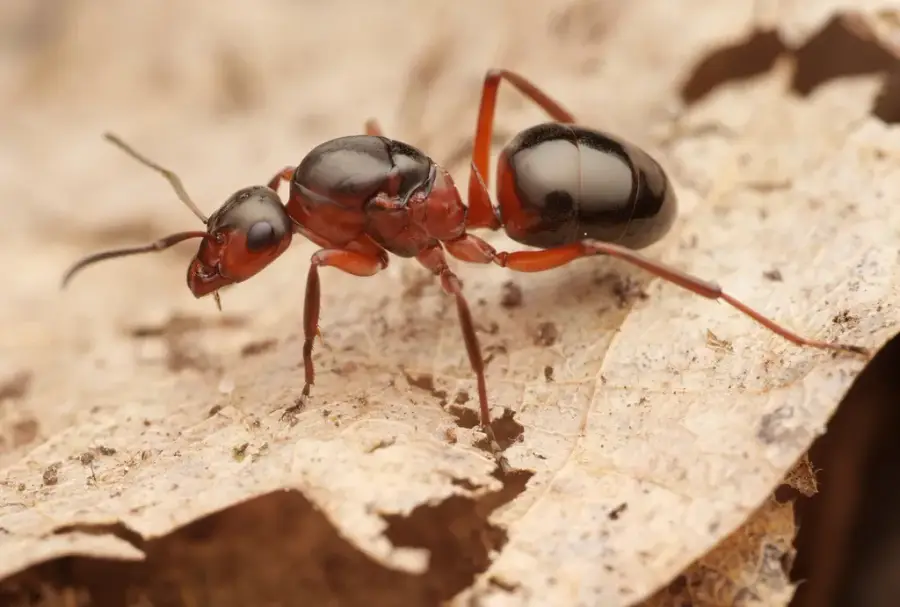 Red and black field ant worker with an uneven, dipped back