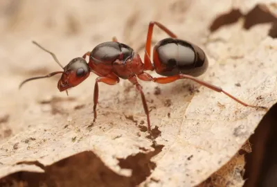 Close-up side profile of a field ant showing its distinctive reddish-brown and black coloring