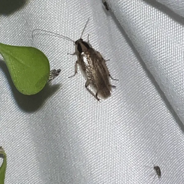 Close-up of a field cockroach showing its olive-brown coloring and distinctive dark band between the eyes