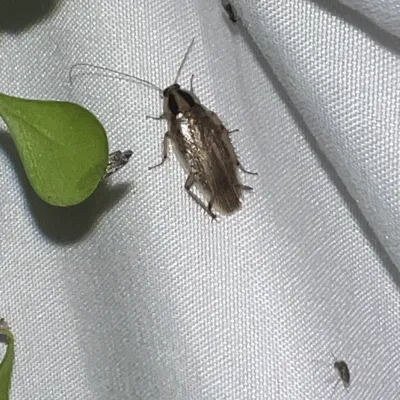 Close-up of a field cockroach showing its olive-brown coloring and distinctive dark band between the eyes