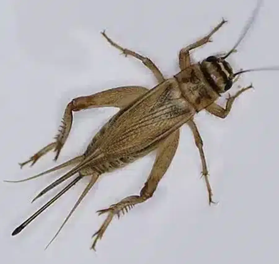 Close-up of a field cricket