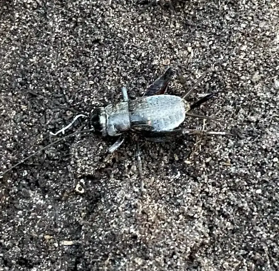 Field cricket on soil showing body structure