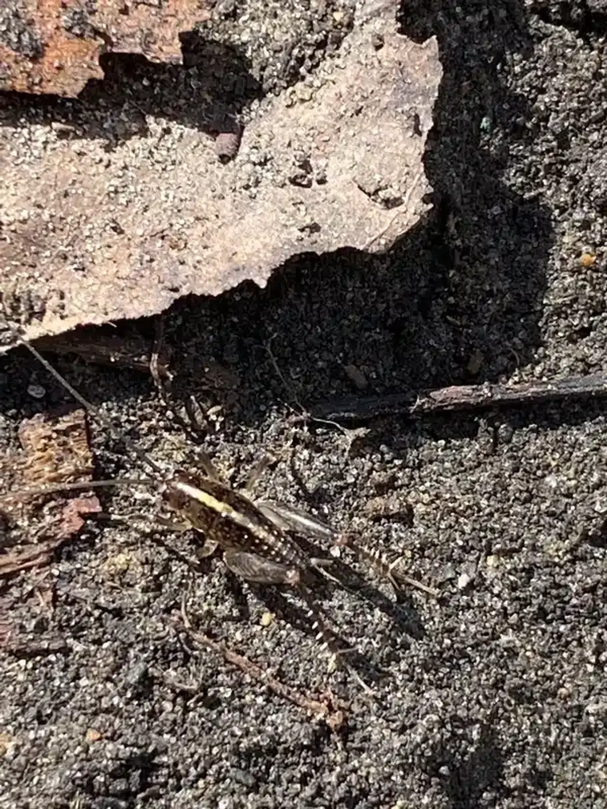 Field cricket on soil