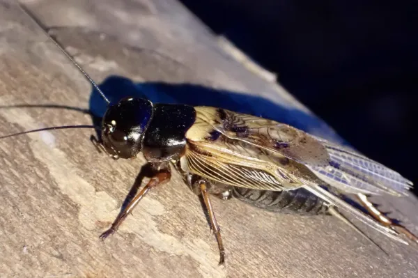 Close-up of a black field cricket showing its shiny body and characteristic long antennae