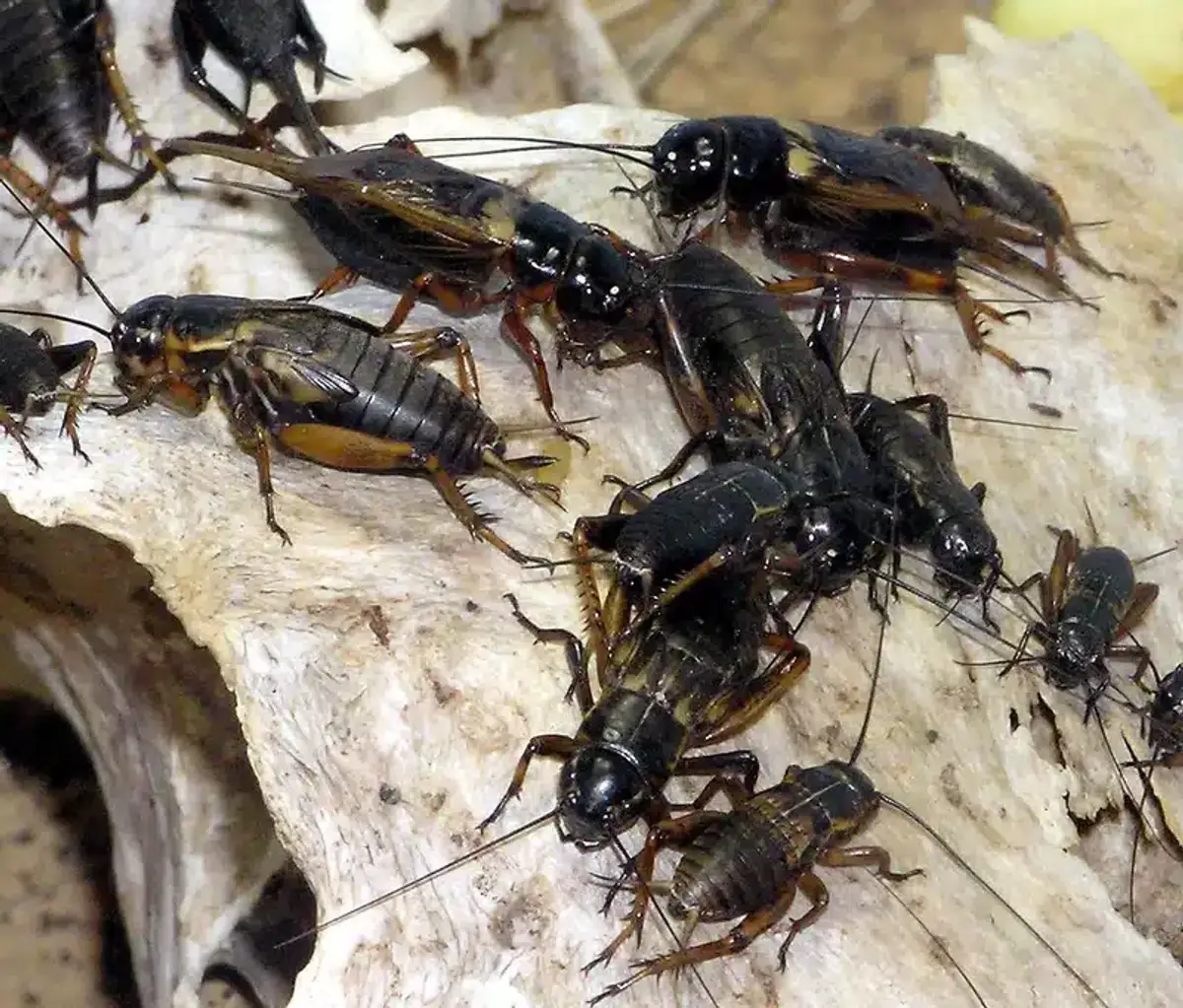 Group of field crickets on wood