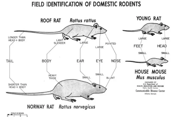 Mice vs Rats: Identifying and Treating These Common Pests