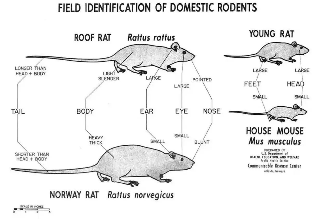 Field identification chart comparing domestic rodents by body, tail, ear, and head shape