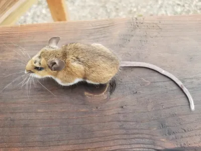 Field mouse (deer mouse) on wooden surface showing distinctive two-toned brown and white coloring