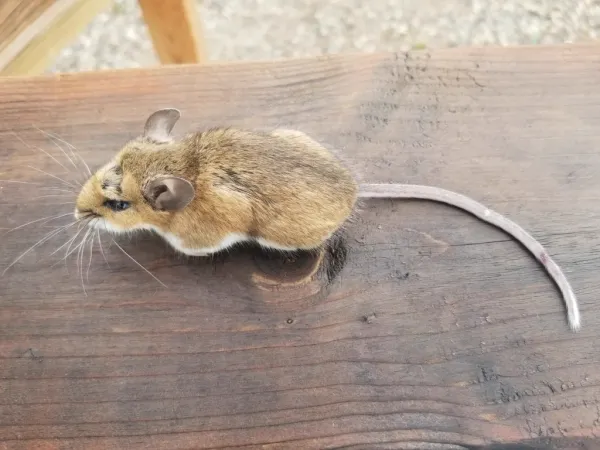 Field mouse (deer mouse) on wooden surface showing distinctive two-toned brown and white coloring