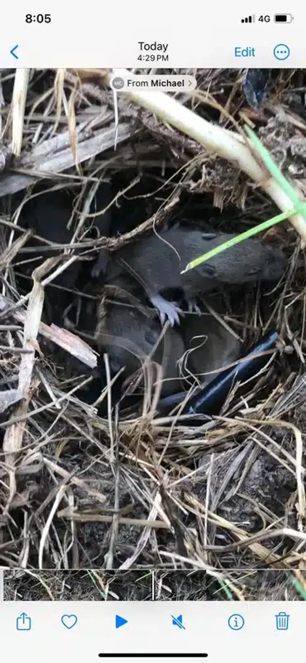 Field mouse nest with young mice in grass