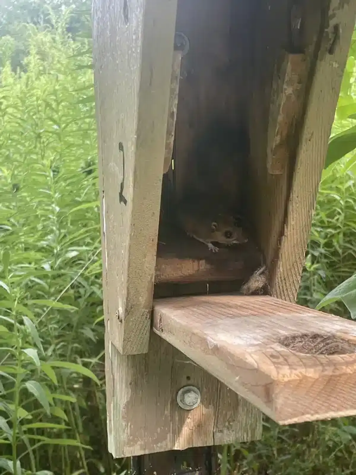 Mouse in outdoor wooden nest box