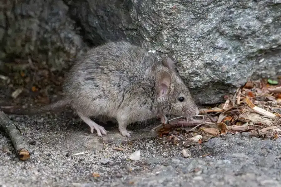House mouse showing uniform gray coloring throughout its body