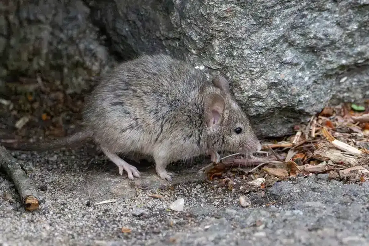 Field mouse in natural outdoor rocky habitat