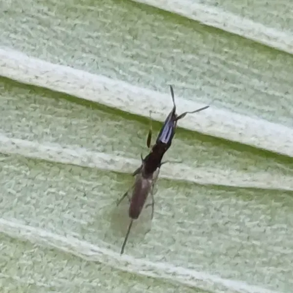 Close-up of a fig wasp on a leaf showing its dark body and translucent wings