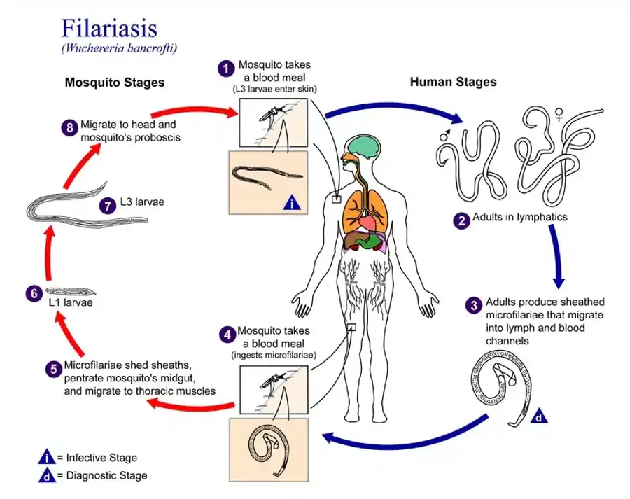 Diagram of filariasis life cycle stages