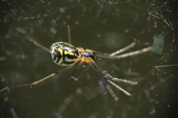 Filmy dome spider hanging in its web showing a shiny black abdomen with bright yellow-white wavy bands and long amber legs