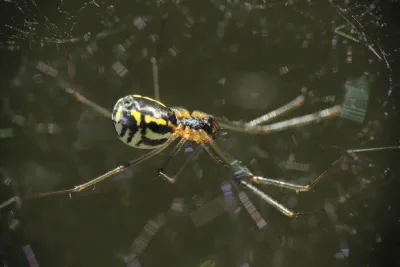 Filmy dome spider hanging in its web showing a shiny black abdomen with bright yellow-white wavy bands and long amber legs