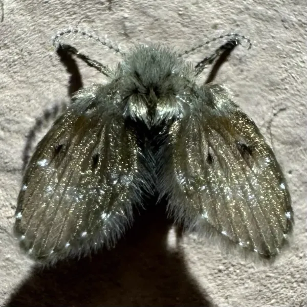 Close-up of a filter fly showing its distinctive fuzzy, moth-like wings and body