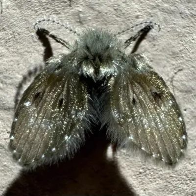 Close-up of a filter fly showing its distinctive fuzzy, moth-like wings and body