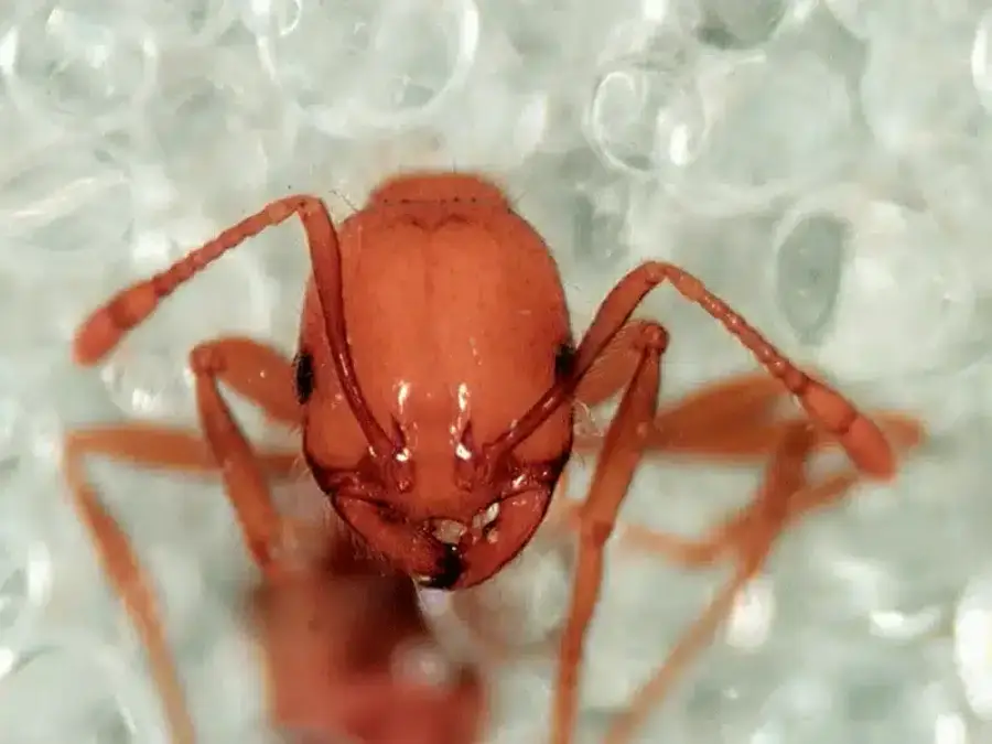 Close-up of a fire ant