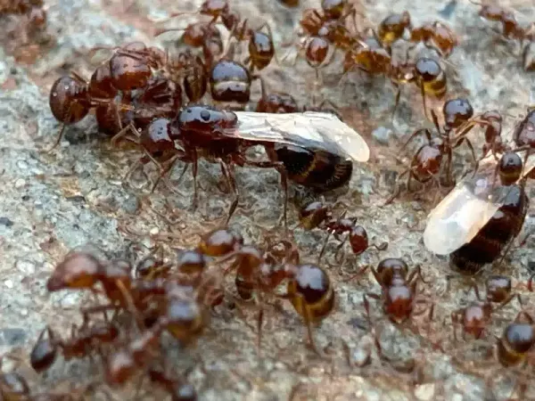 Fire Ant vs Carpenter Ant: Identification & Treatment Guide