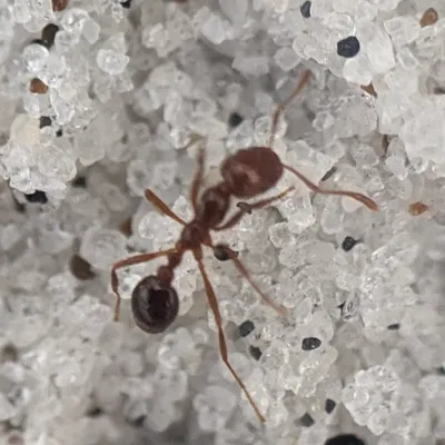 Fire Ants