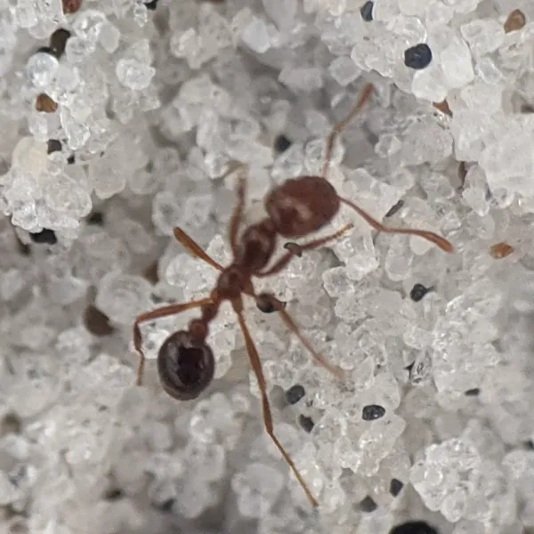 Close-up of a red imported fire ant showing characteristic reddish-brown coloration and body structure