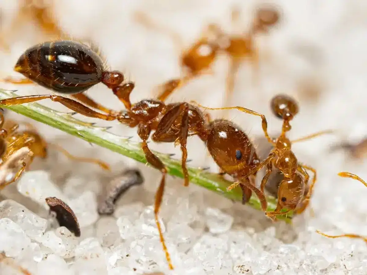Close-up of fire ants showing their aggressive stance and body features