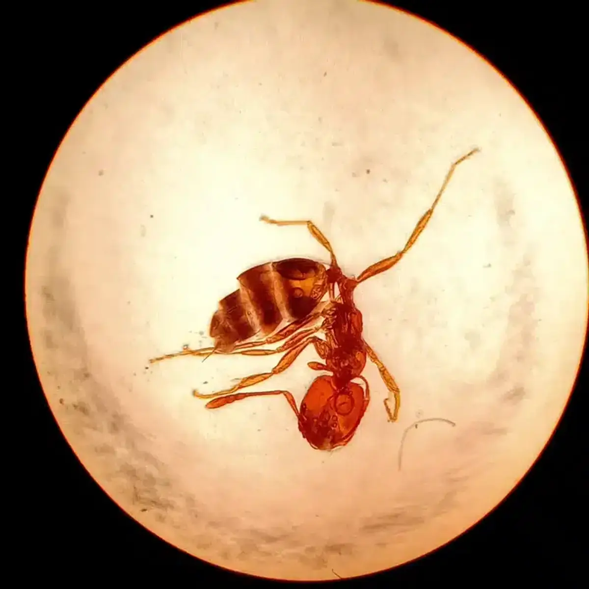 Fire ant under microscope showing detailed body structure