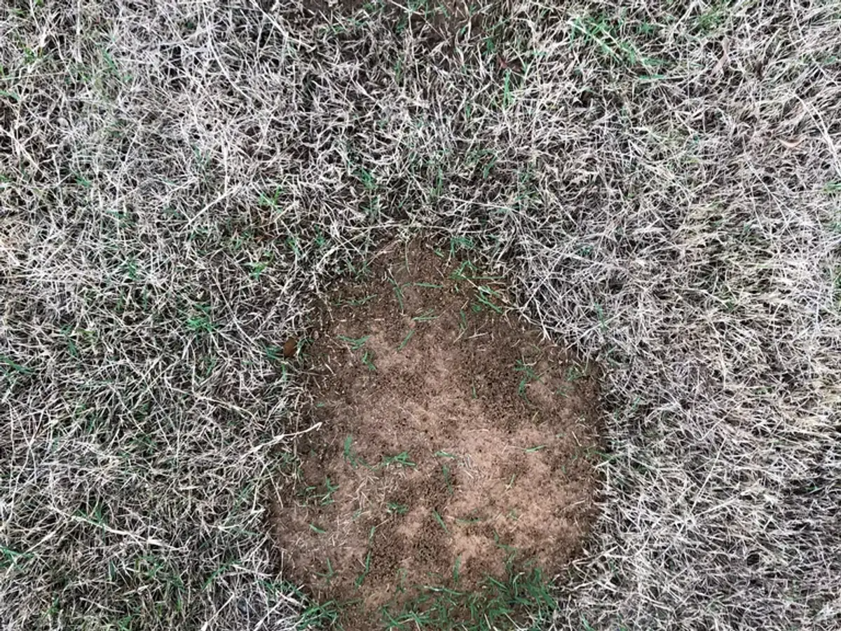 Bare, fluffy fire ant mound in a dry lawn