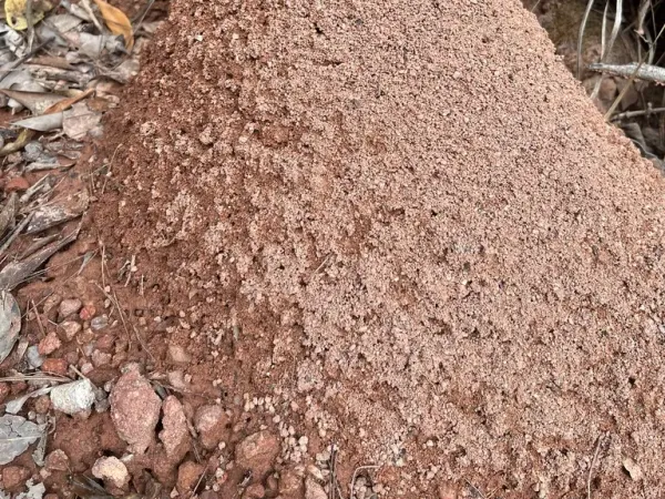 Fire Ants in Virginia: Where They Live, the Quarantine Counties, and What to Do