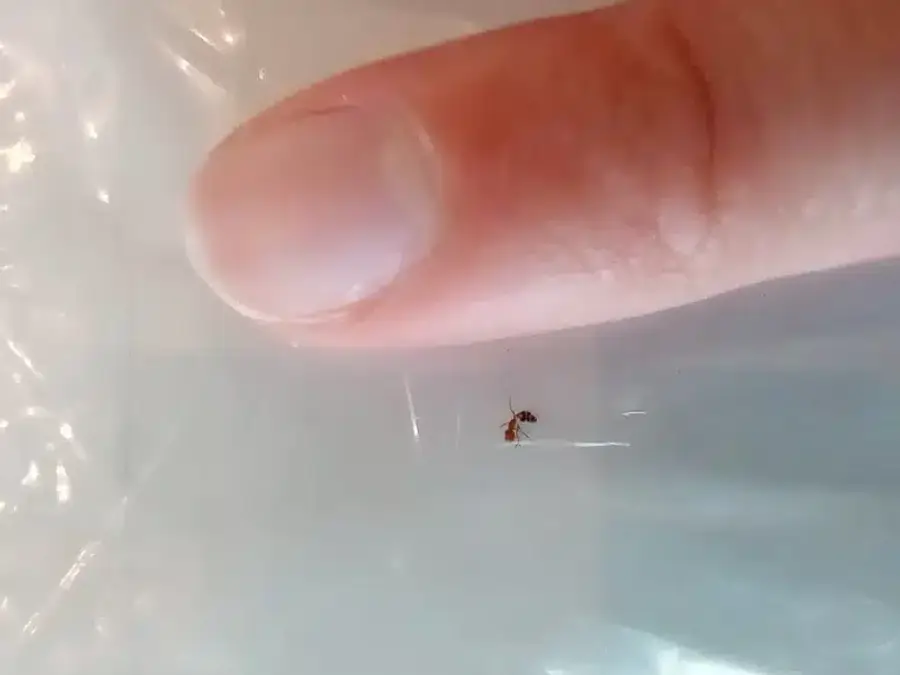 Fire ant next to fingertip showing small size