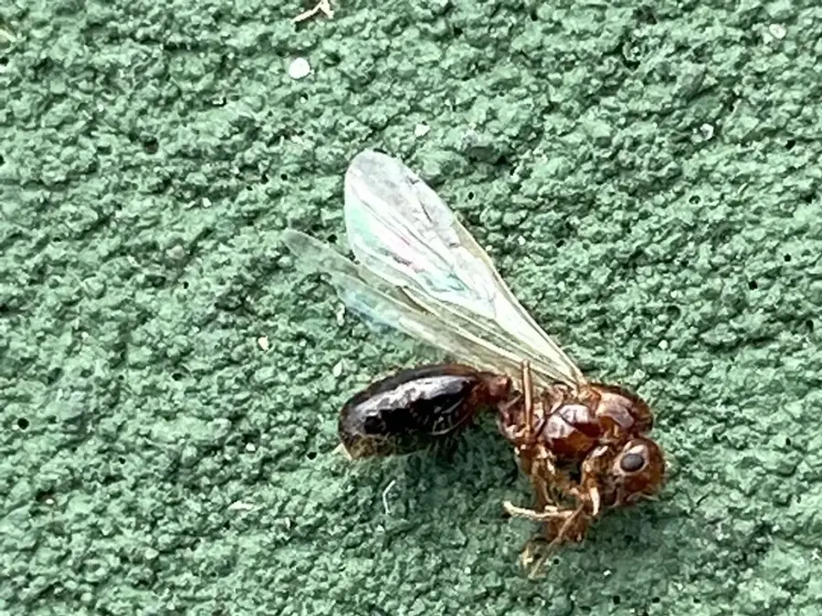 Winged fire ant reproductive resting on a green surface