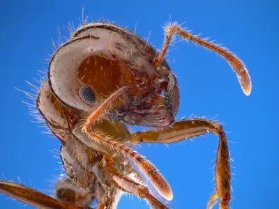 Close-up macro photo of a red imported fire ant showing its reddish-brown coloring and body segments