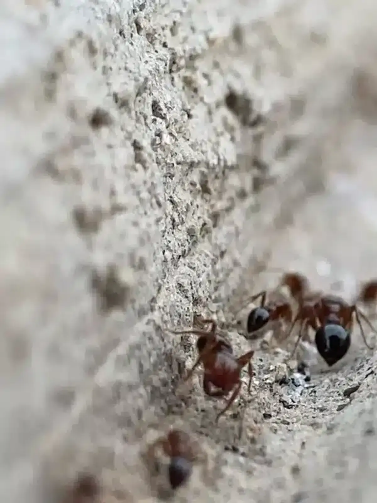 Group of fire ants foraging showing their rusty red color