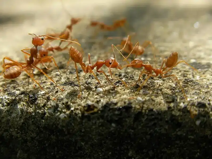 Group of fire ants on a surface