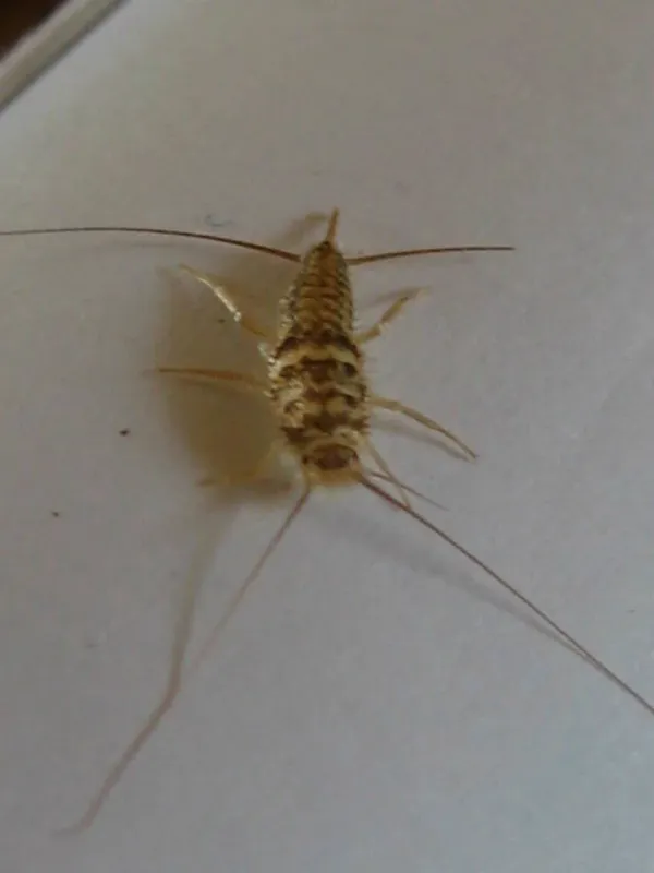 Firebrat showing its distinctive mottled gray and brown coloring with long antennae and three tail appendages