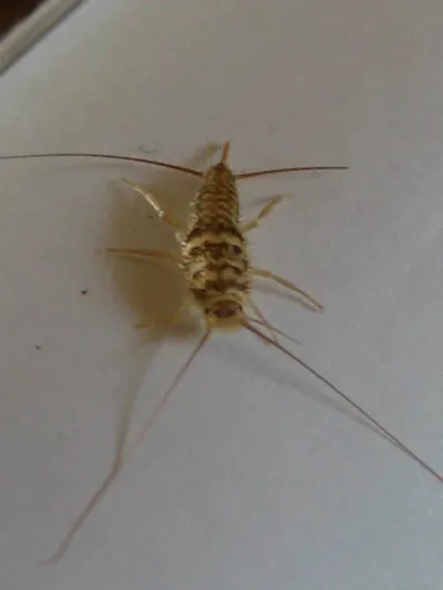 Firebrat showing its distinctive mottled gray and brown coloring with long antennae and three tail appendages