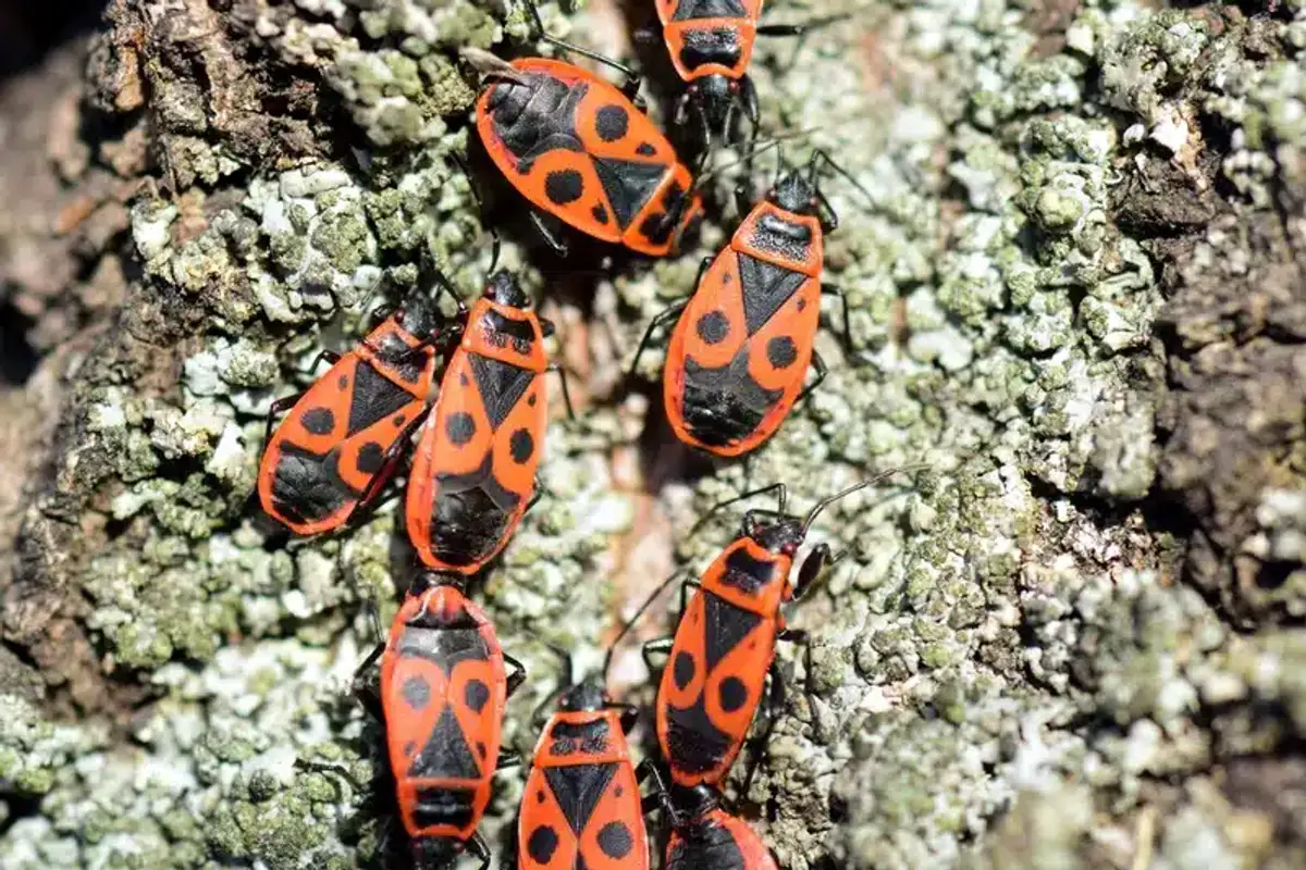 Colony of brightly colored firebugs