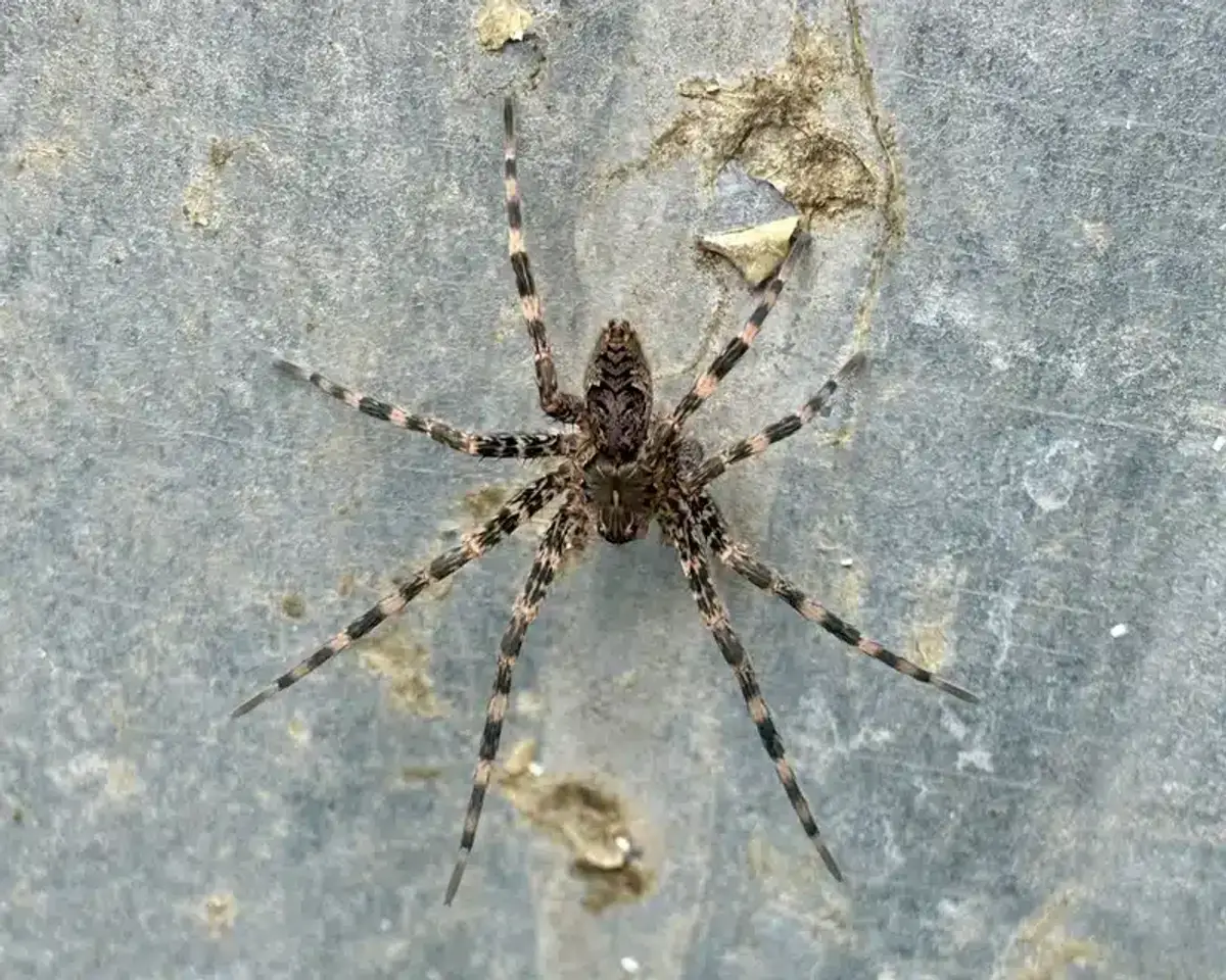 Fishing spider showing detailed body markings and leg banding pattern