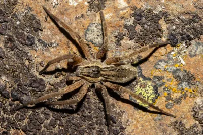 Fishing Spiders