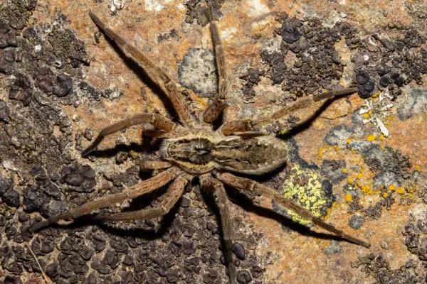 Fishing spider showing distinctive brown and tan coloration with banded legs on rock surface