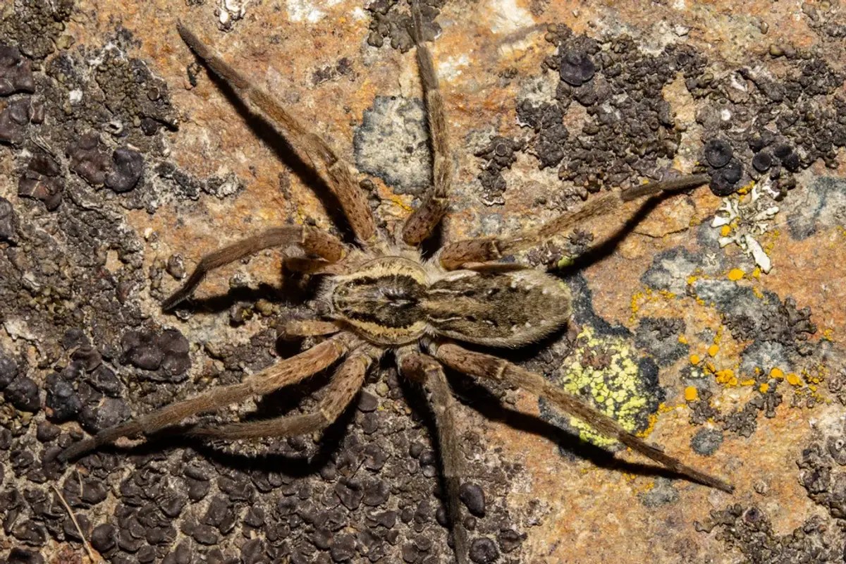 Dark fishing spider with banded legs resting on tree bark