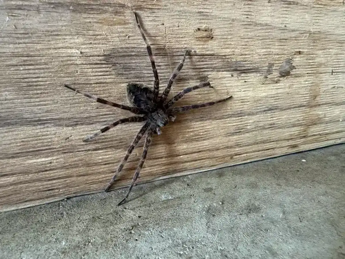 Fishing spider resting on a wooden surface near water