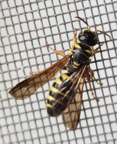 Five-Banded Thynnid Wasps