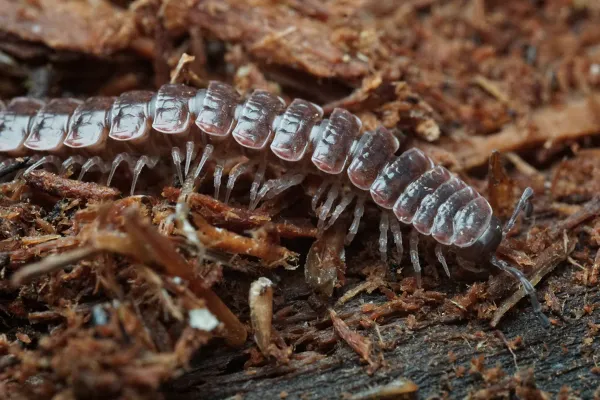 Close-up of a flat-backed millipede showing distinctive segmented body with lateral extensions