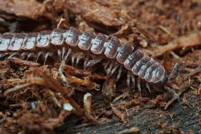 Close-up of a flat-backed millipede showing distinctive segmented body with lateral extensions